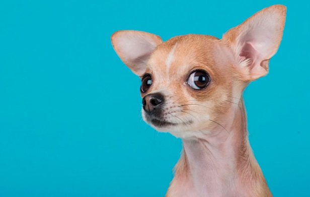5 Sacadas Para Alavancar Empresas do Mercado Pet