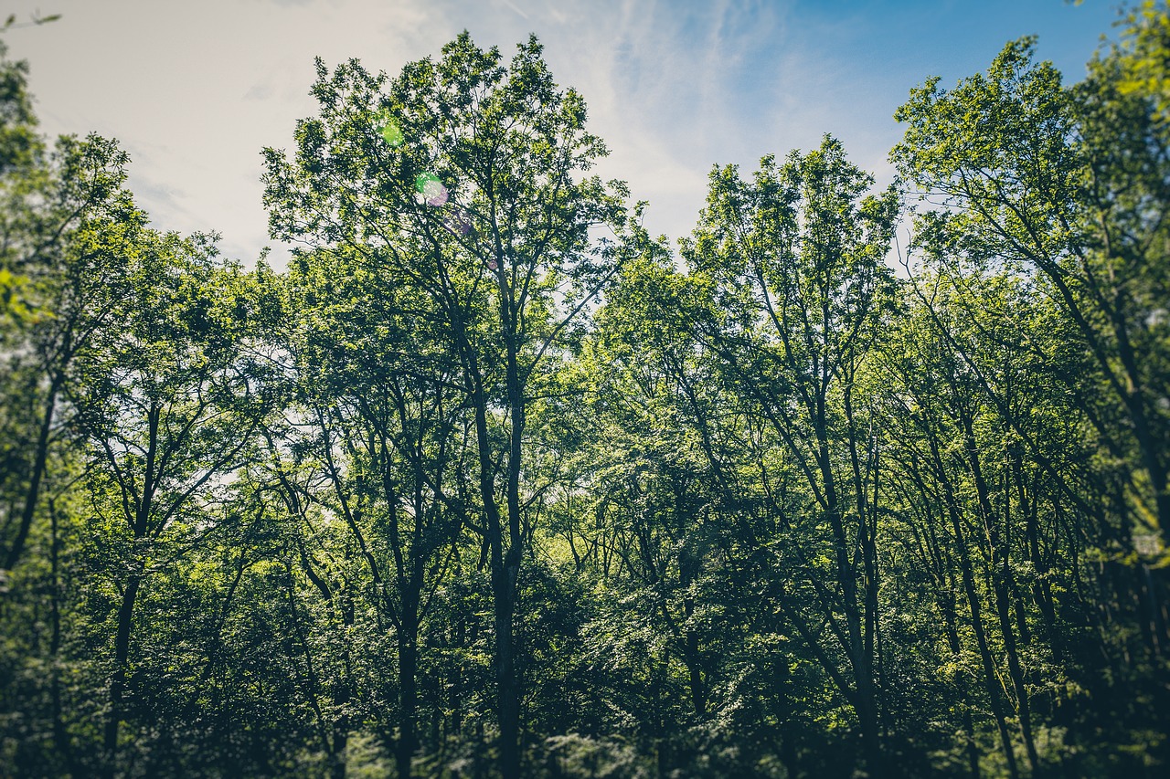 Consultor Ambiental Aplicou a Fórmula de Lançamento